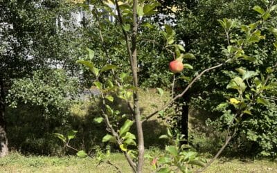 Erste Ernte!